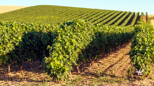 rioja vineyards