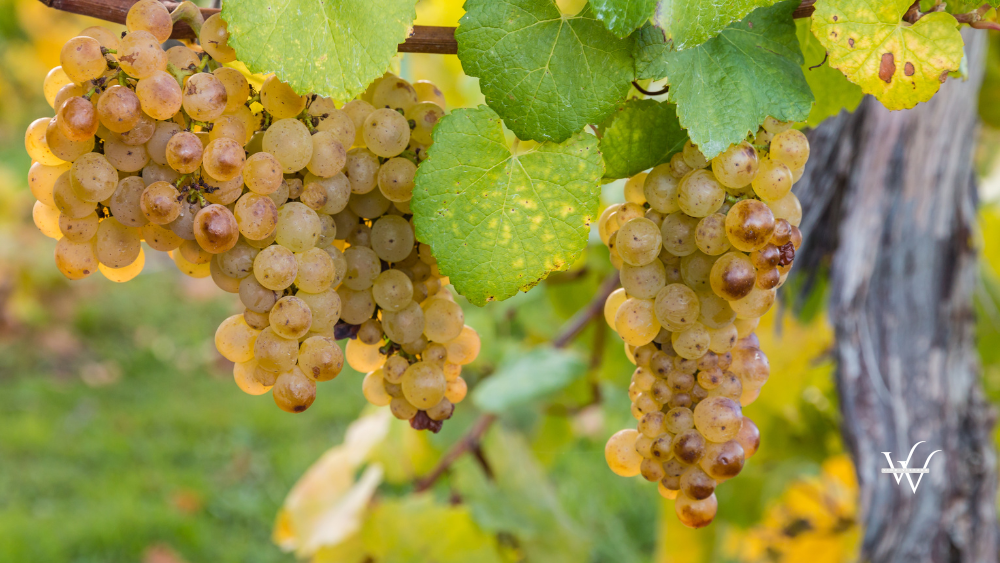 sauvignon blanc grapes in autumn