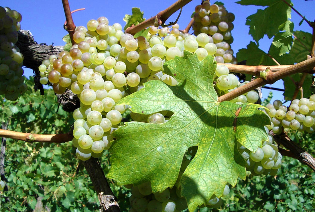 Feteasca Albă ("White Maiden")