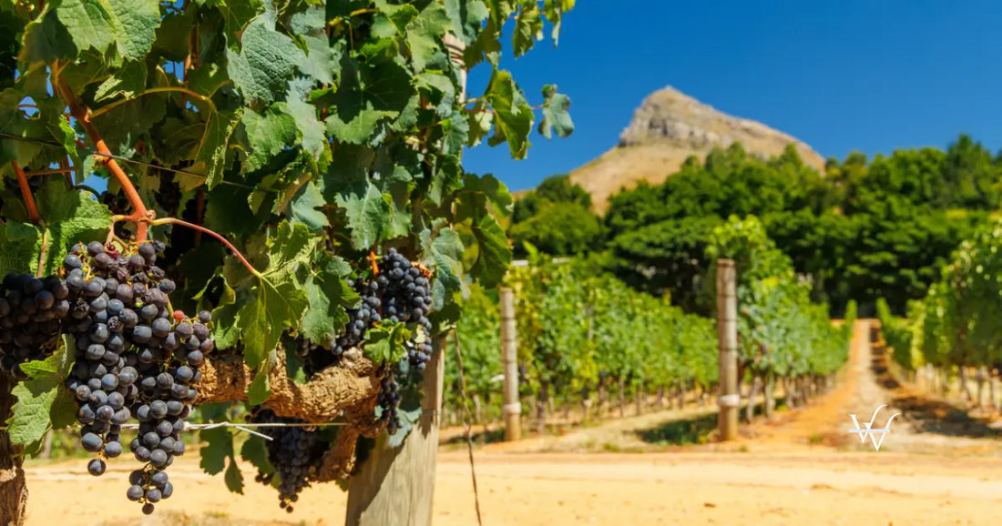 sunlit-vineyard-in-south-africa
