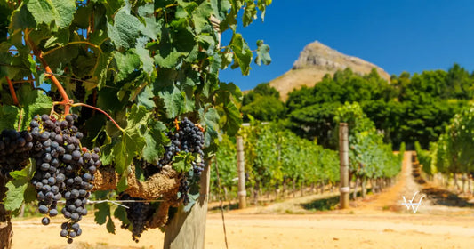sunlit-vineyard-in-south-africa
