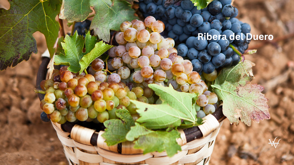 variety of grapes during harvest in Ribera del Duero Spain