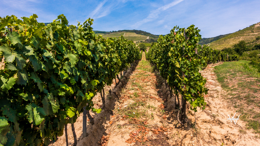 vineyard tokaj day horizontal hungary vine