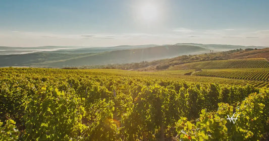 vineyards moldova crama mircesti