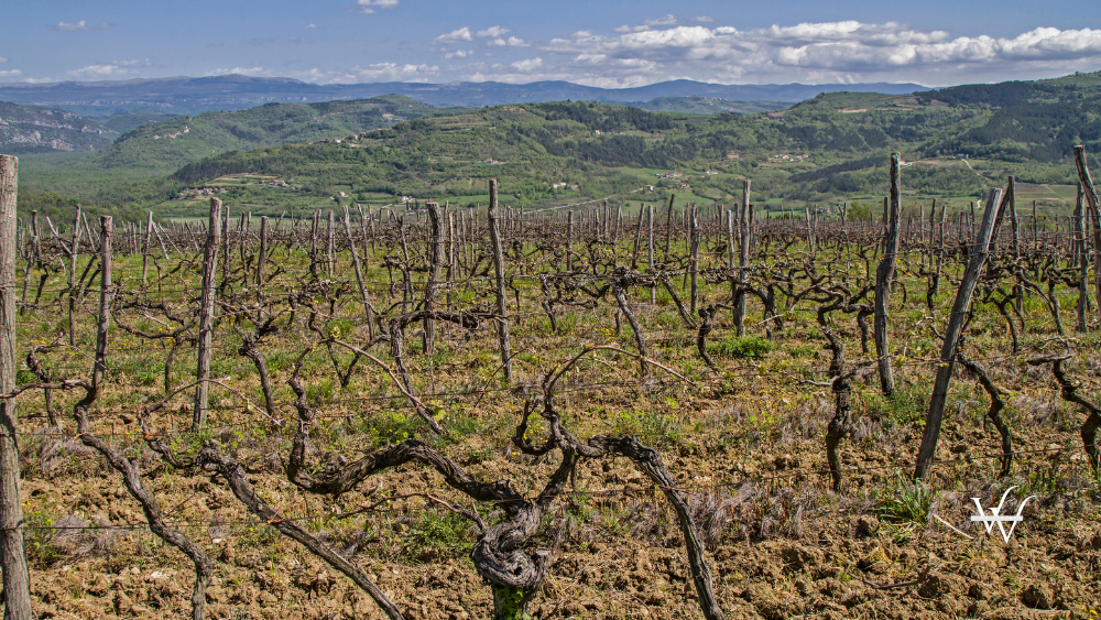 vineyards in Istria