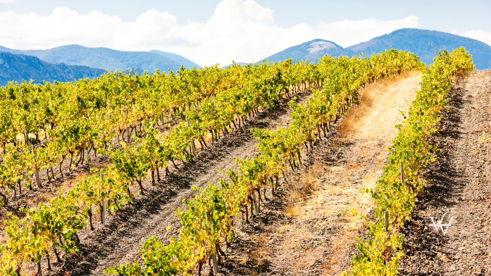 vineyars, Languedoc-Roussillon