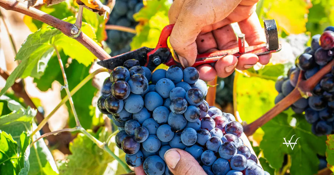 wine-grape-picker-in-red-wine-grape-harvest