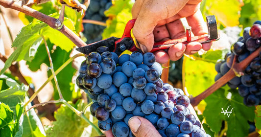 wine-grape-picker-in-red-wine-grape-harvest