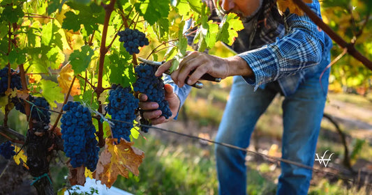 winemaker-harvesting-grapes