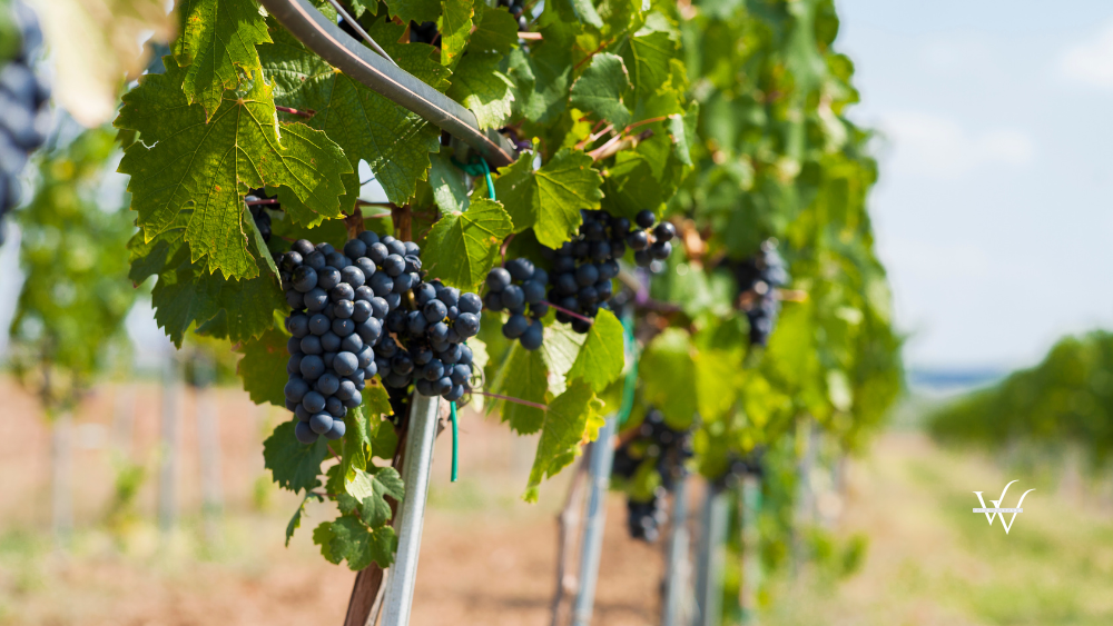 wineyards