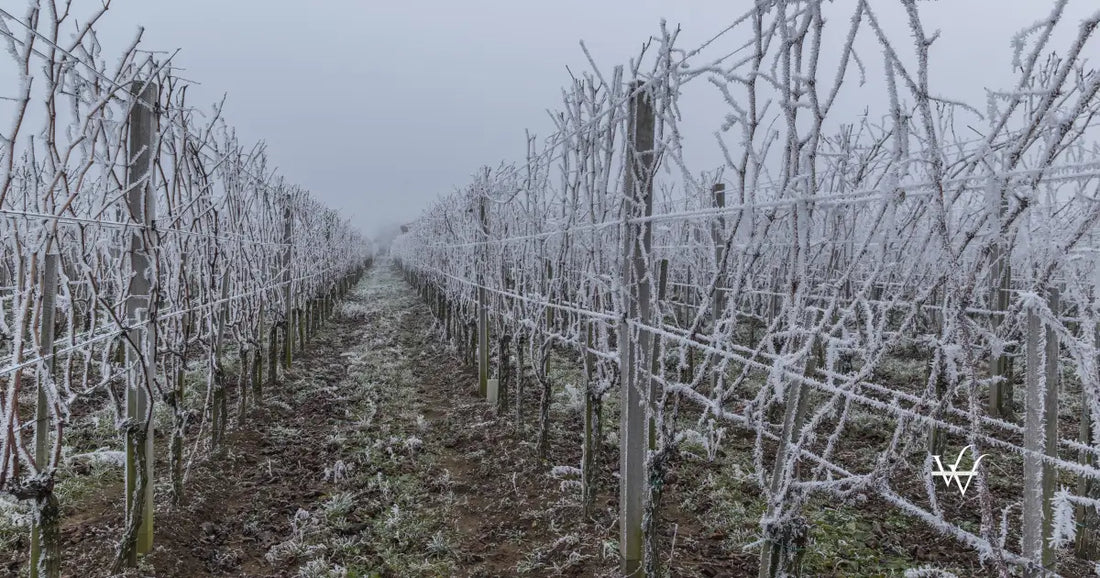 winter-and-frost-in-the-vineyard_1