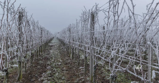 winter-and-frost-in-the-vineyard_1